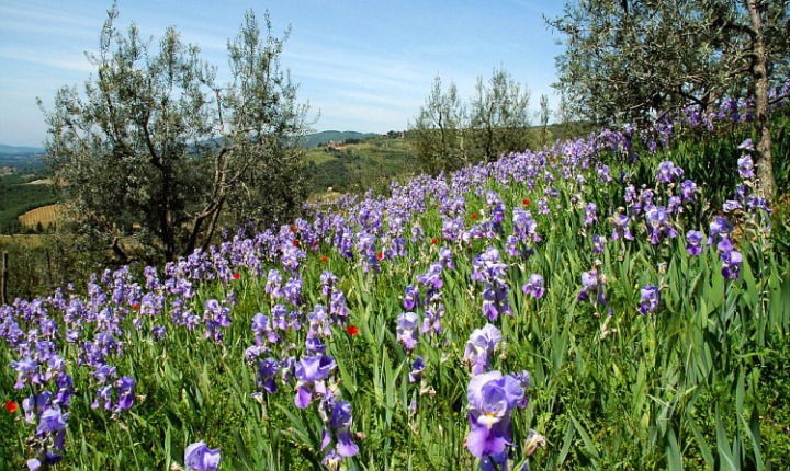 giglio florentia simbolo della città di firenze - iris symbol of florence town tuscany italy