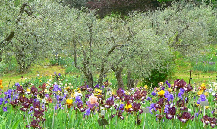 giglio florentia simbolo della città di firenze - iris symbol of florence town tuscany italy
