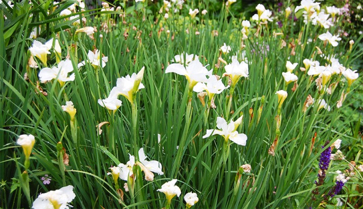 giglio bianco simbolo di purezza, fiore della madonna - white iris